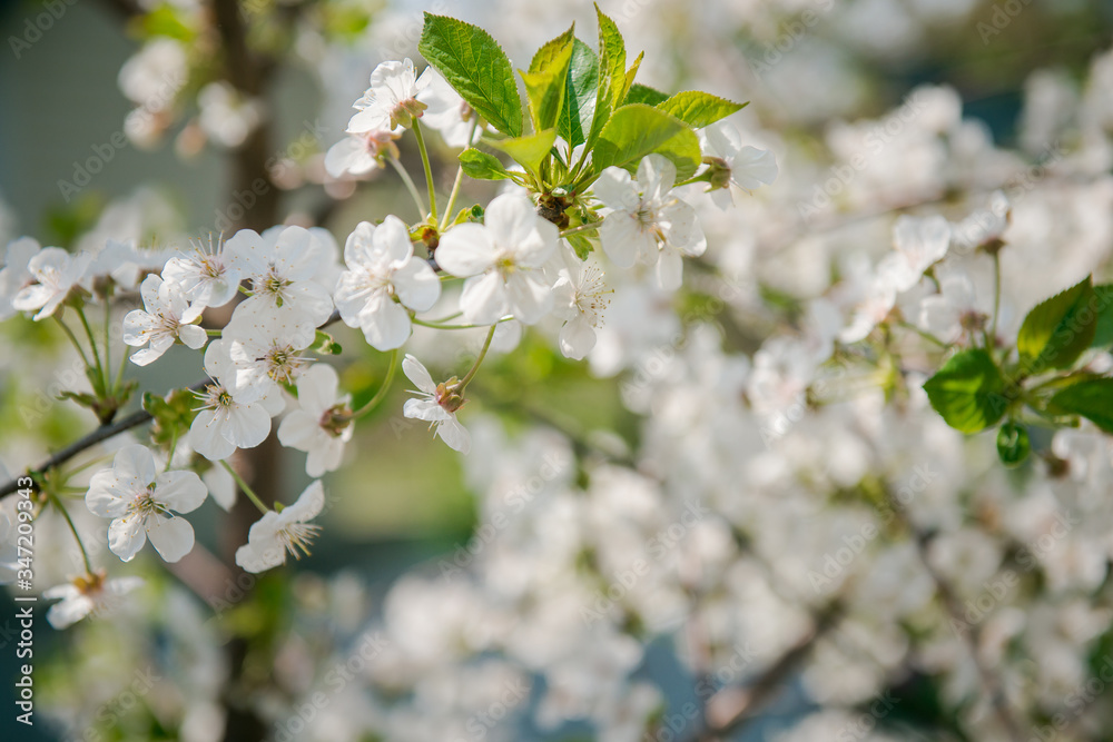 apple Blossom. White flowers on tree branch, selective focus. Gardening in spring. Spring Flowering branch apple Blossom. White flowers on tree branch, selective focus. Gardening in spring. Spring Flowering branch