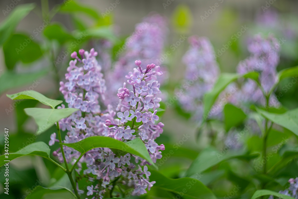 Spring blooming lilac on a blurry background with bokeh effect. Spring blooming lilac on a blurry background with bokeh effect.