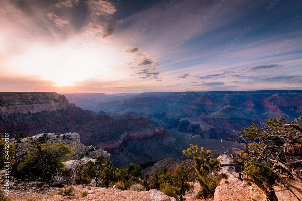 Sunset and pines in the Grand Canyon