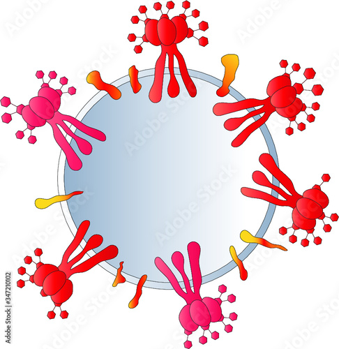 Coronavirus virion structure. 2019-nCoV, Covid-2019, Covid-19 Novel Coronavirus Bacteria. Isolated Vector.