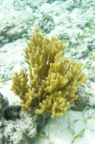A picture of a beautiful yellow gorgonia coral
