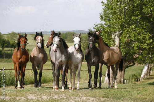 Panoramic view of herd of horses while running home on rural animal farm © acceptfoto