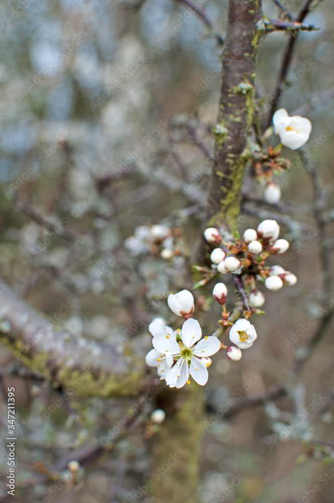 Cherry flowers with bokeh and dark unsharp background Cherry flowers with bokeh and dark unsharp background