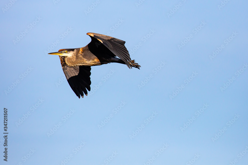 Obraz premium Young Green Heron (Butorides striatus) flying in a blue sky