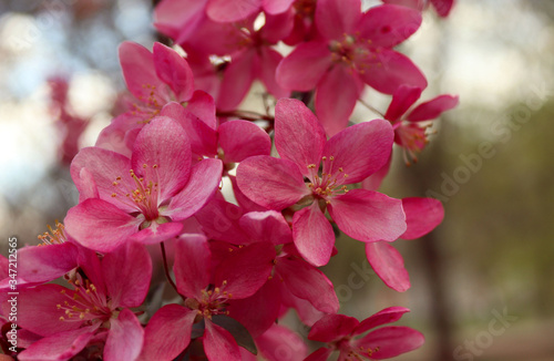 pink apple blossom