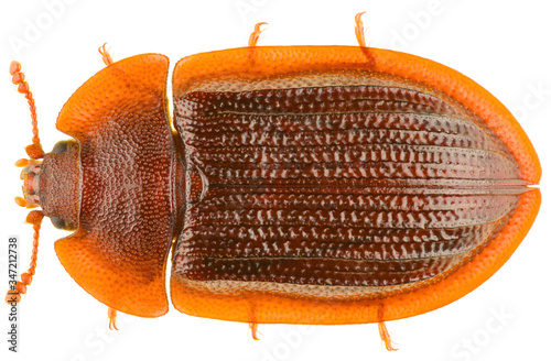 Ostoma ferruginea or Peltis ferrugineum is a species of beetle of the family Trogossitidae. Dorsal view of isolated bark-gnawing beetle on white background. photo