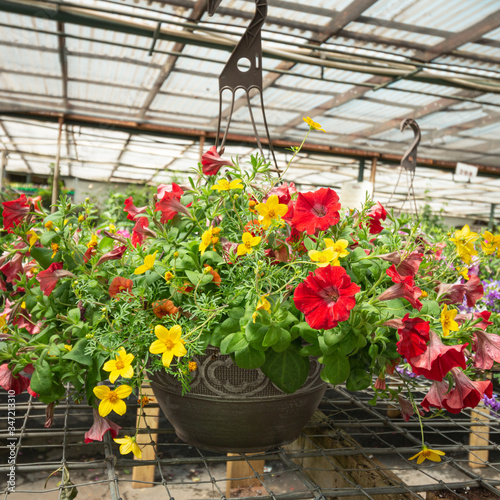 Hanging Baskets