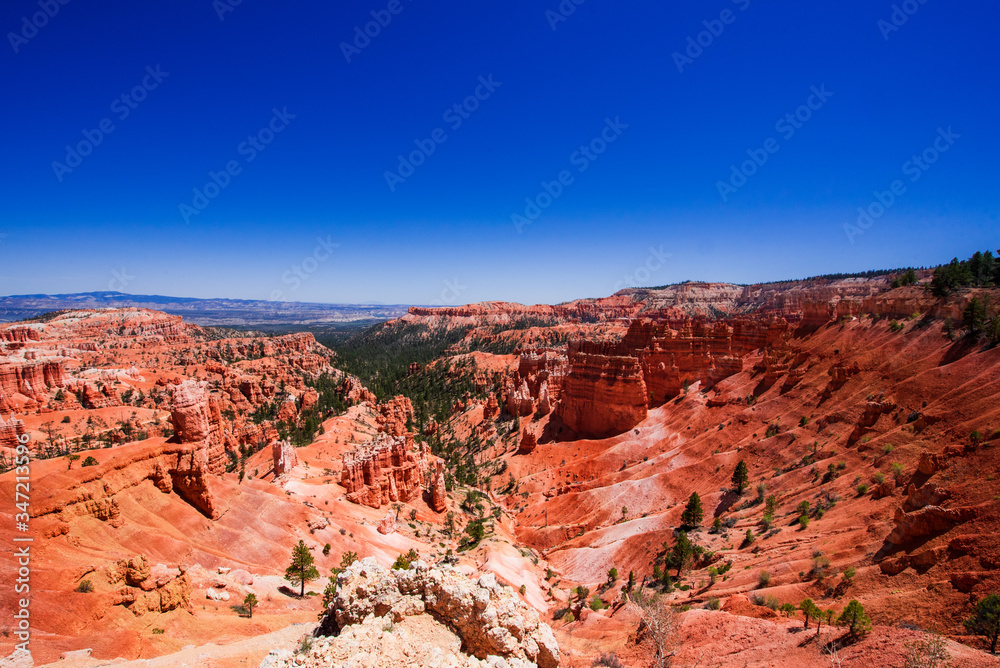 A valley of green pine in Bryce canyon