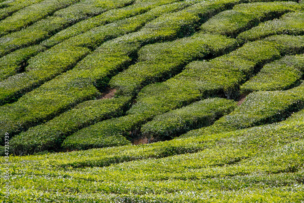 Tea plantation at the Cameron Highlands in Malaysia