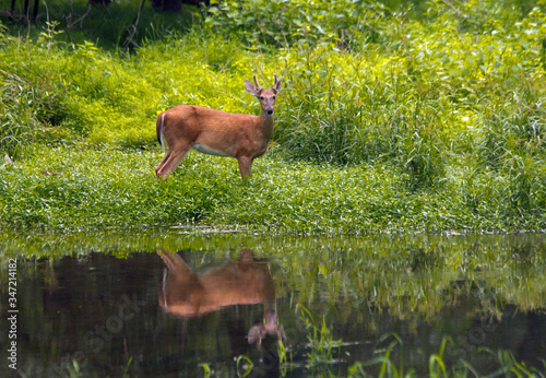Fototapeta Naklejka Na Ścianę i Meble -  Deer by the Pond's Edge