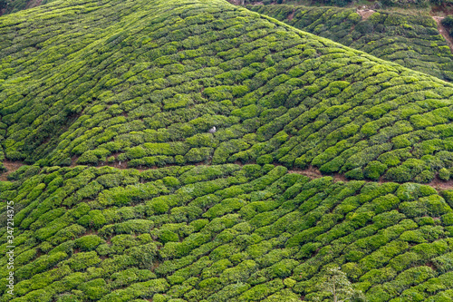 Tea plantation at the Cameron Highlands in Malaysia
