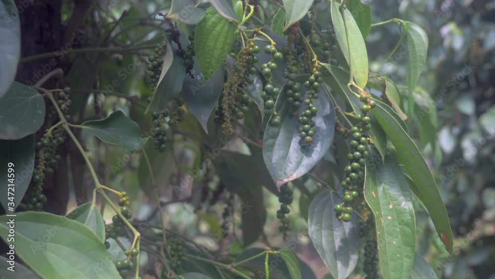 close up of bunch of peppers on tree close up of bunch of peppers on tree