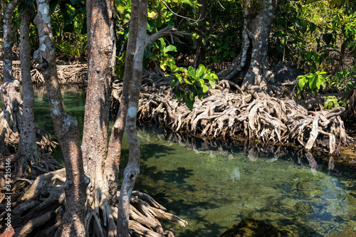 mangrove tree and swamp  Krabi