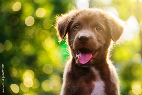 puppy portrait with bokeh