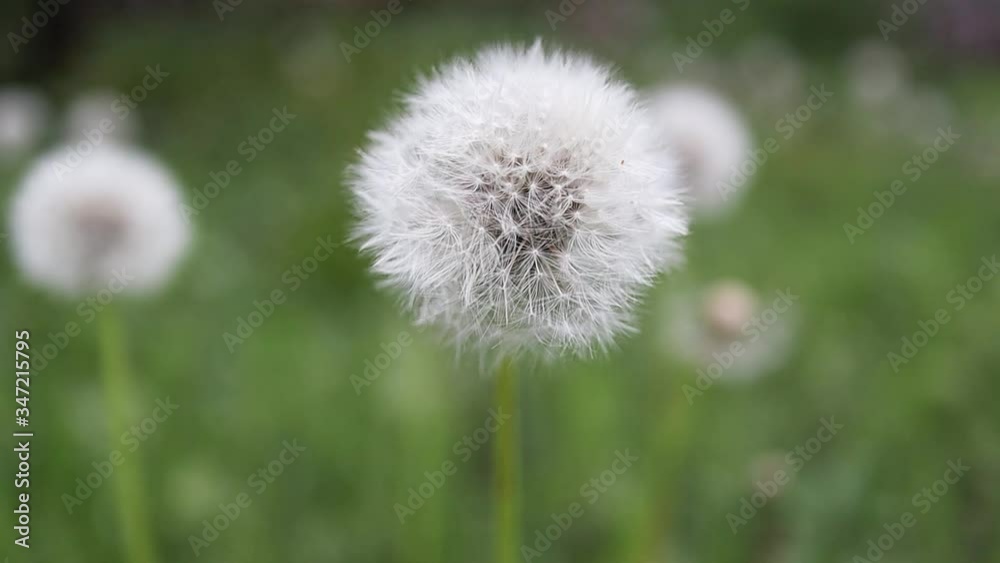 dandelion leaning from the wind on a green bokeh background dandelion leaning from the wind on a green bokeh background