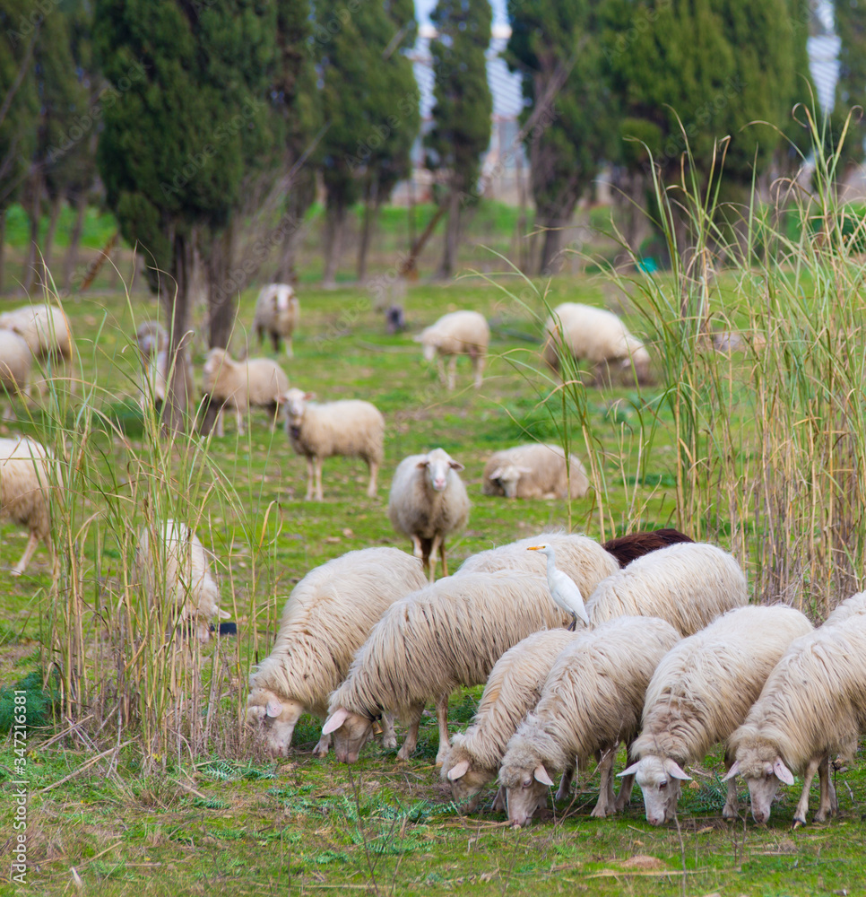 Sheep Sheep