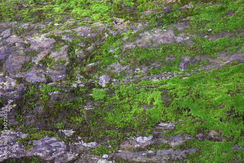 moss green on stone in forest.