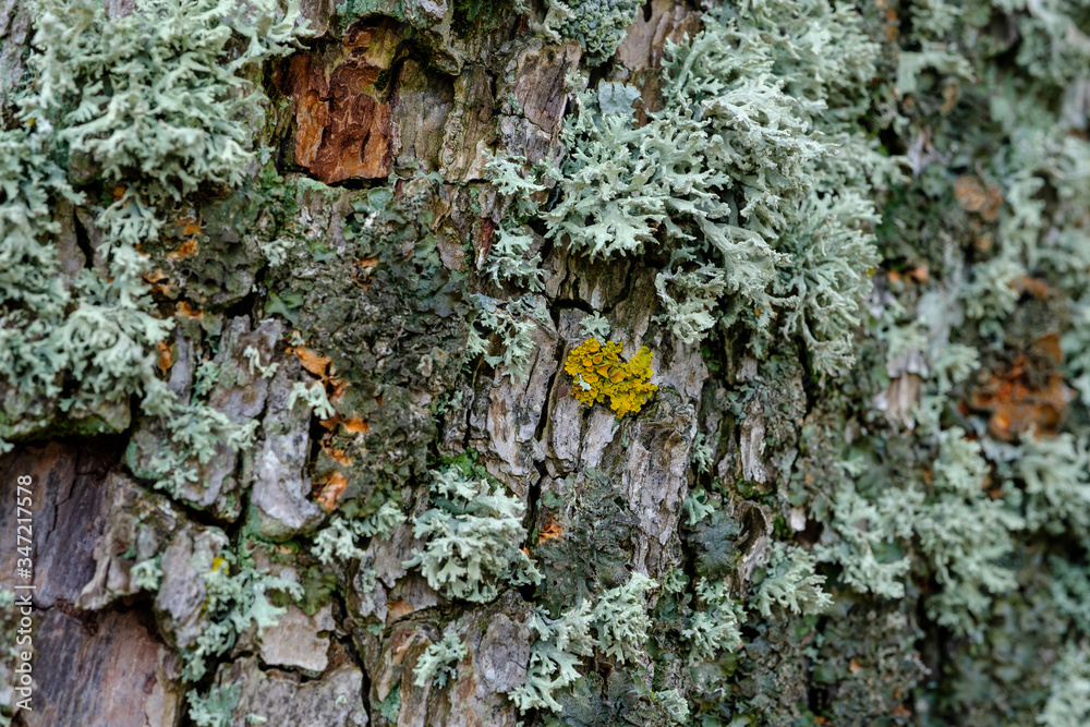 Flechten an Baum / Eichenmoos (lat.: Evernia prunastri) Stock-Foto ...