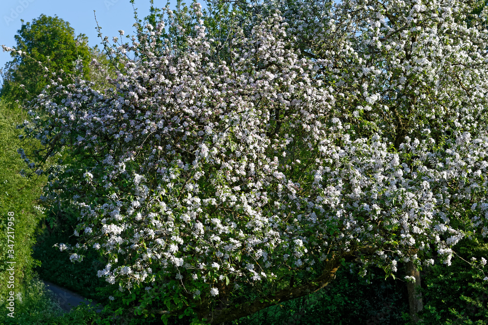 Floraison printanière d'un pommier - France- Floraison printanière d'un pommier - France-