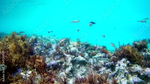 Underwater view on the fragment of sea bottom with a lot of multi colored fishes