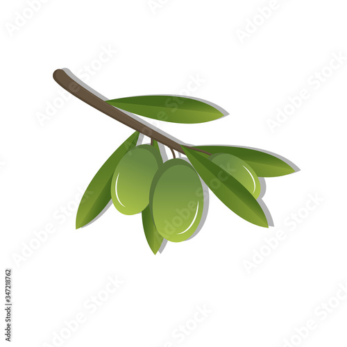 olive branch isolated on white background