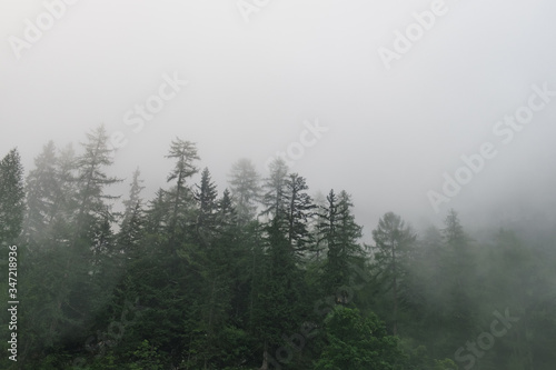Silhouettes of misty green pine trees in fog. Foggy morning scenery, landscape with pine forest, beautiful alpine nature of Dachstein Mountains, Upper Austria, Austria © sonatalitravel