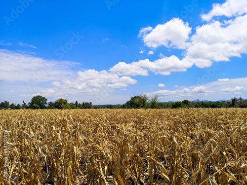 A dry corn field after harvesting on a clear day