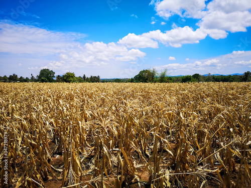 A dry corn field after harvesting on a clear day