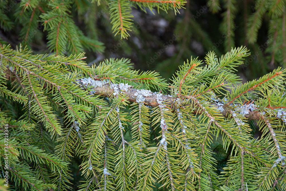 Fir tree branches with green needles close up and lichen. Coniferous fungus
