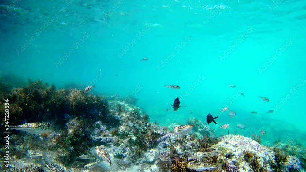 Underwater view on the fragment of sea bottom with a lot of multi colored fishes Underwater view on the fragment of sea bottom with a lot of multi colored fishes