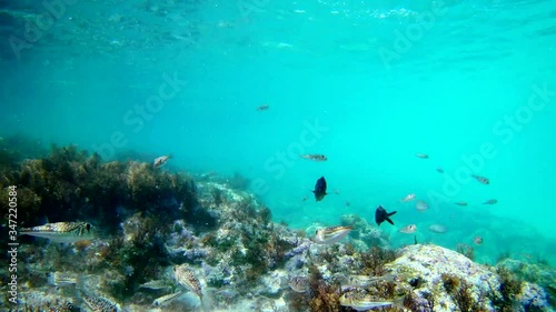 Underwater view on the fragment of sea bottom with a lot of multi colored fishes