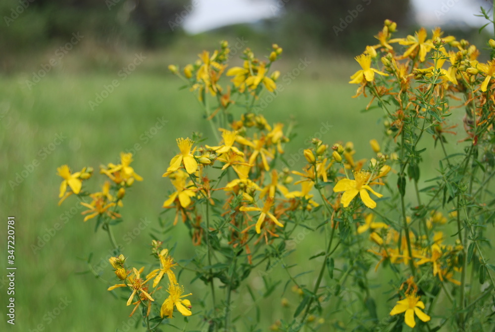 Obraz premium Hypericum Plant, St. John's wort