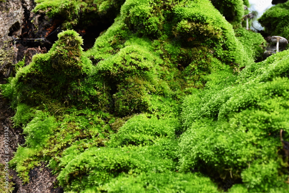 Moss green on tree in forest.