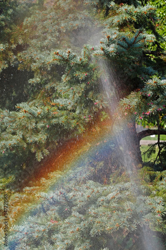 A rainbow in the mist caused by using a garden sprinkler to water plants © AVD