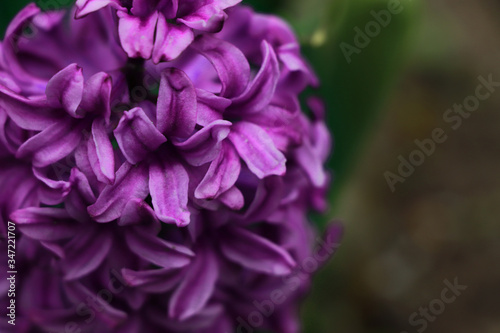 close up of a lilac flower © Olga