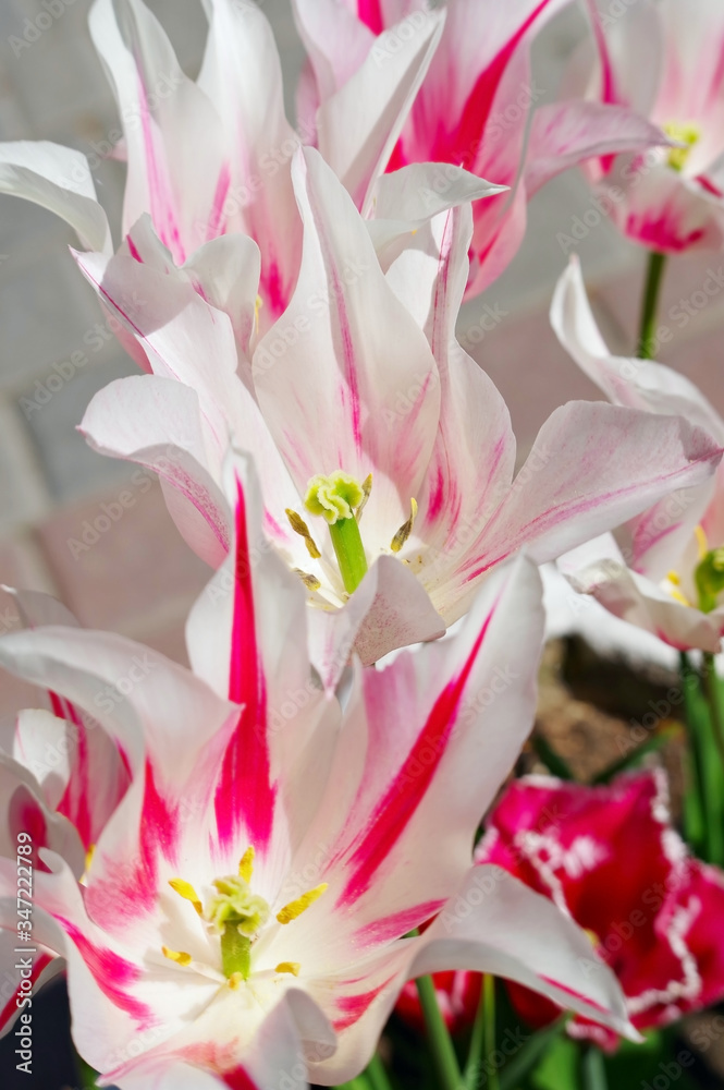 Obraz premium multicolored tulips on flowerbed