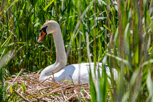 A swan on her nest in springtime
