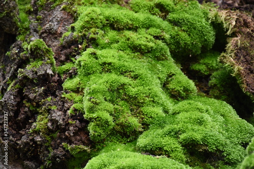 Moss green on tree in fores.