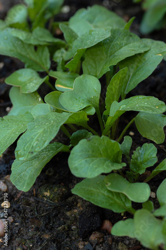 A group of radish seedlings growing in a garden