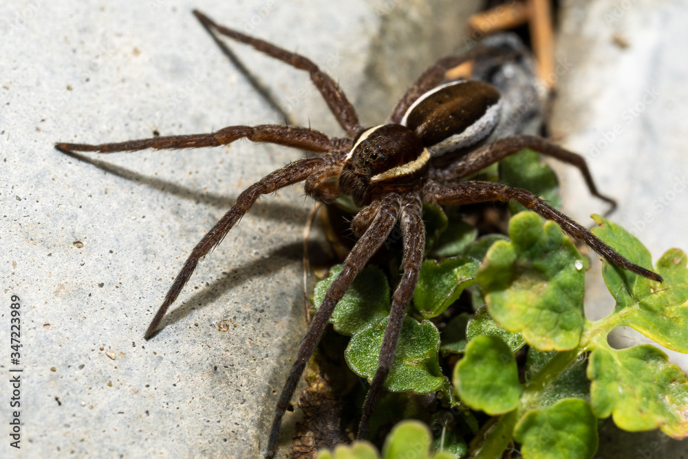 black striped spider crawls on a concrete tile near the grass, macro black striped spider crawls on a concrete tile near the grass, macro