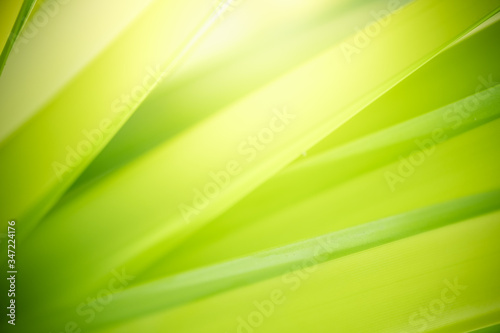 Amazing nature view of green leaf on blurred greenery background in garden and sunlight with copy space using as background natural green plants landscape  ecology  fresh wallpaper concept.