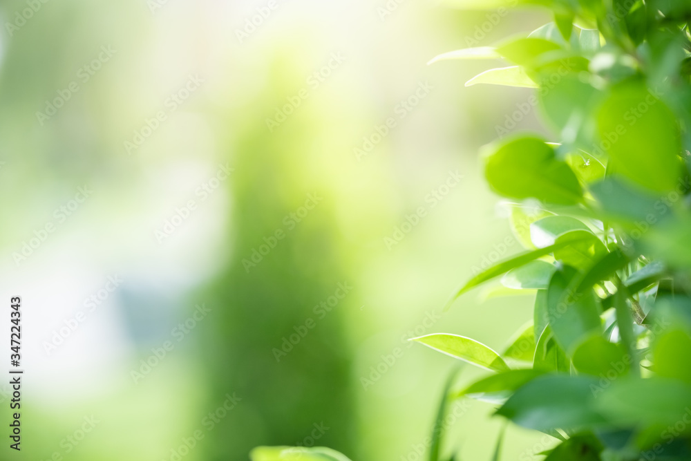 Amazing nature view of green leaf on blurred greenery background in garden and sunlight with copy space using as background natural green plants landscape, ecology, fresh wallpaper concept.