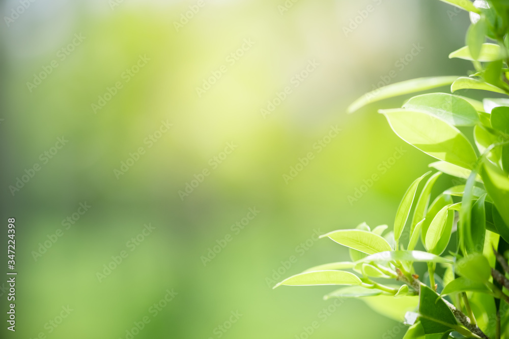 Amazing nature view of green leaf on blurred greenery background in garden and sunlight with copy space using as background natural green plants landscape, ecology, fresh wallpaper concept. Amazing nature view of green leaf on blurred greenery background in garden and sunlight with copy space using as background natural green plants landscape, ecology, fresh wallpaper concept.