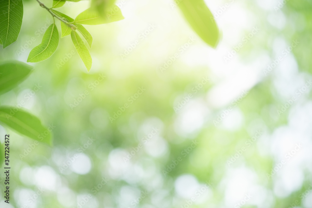 Amazing nature view of green leaf on blurred greenery background in garden and sunlight with copy space using as background natural green plants landscape, ecology, fresh wallpaper concept. Amazing nature view of green leaf on blurred greenery background in garden and sunlight with copy space using as background natural green plants landscape, ecology, fresh wallpaper concept.