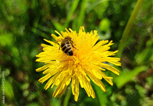 Harmony in nature. A bee collects nectar and pollen from dandelion flowers. Spring and summer - the time of the bee's ative work. They collect nectar and pollen, while pollinating plants. 