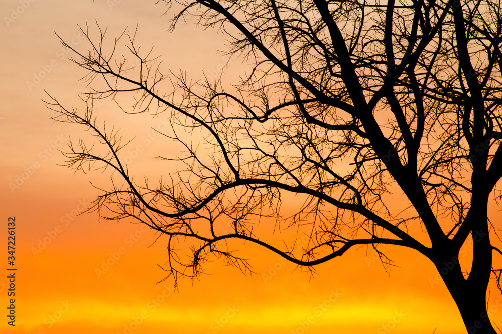 silhouette of tree silhouette of tree