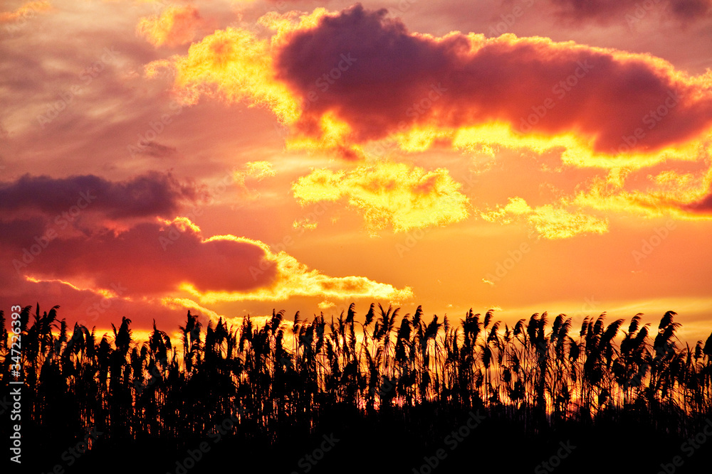 Fototapeta premium canes on sunset