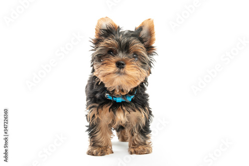 Little Yorkshire Terrier puppy isolated on white background