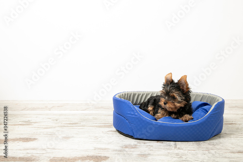 Yorkshire Terrier puppy sleeping in a room on a dog bed. Animals. Place for text