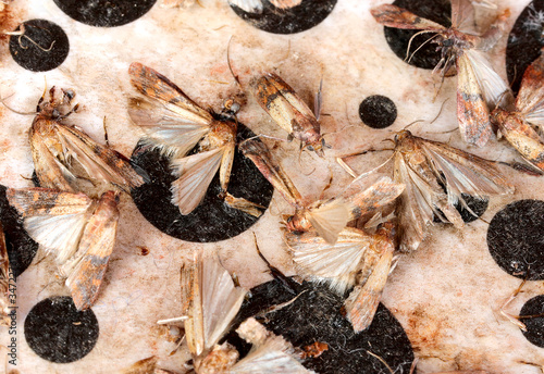 Fotografia many dead Indianmeal moths in the trap are insects that infest c